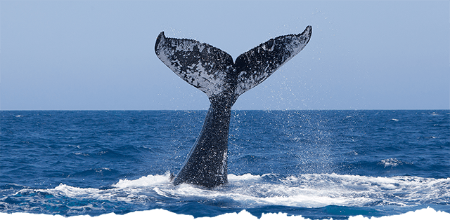 A whale breaching the water in the sea.