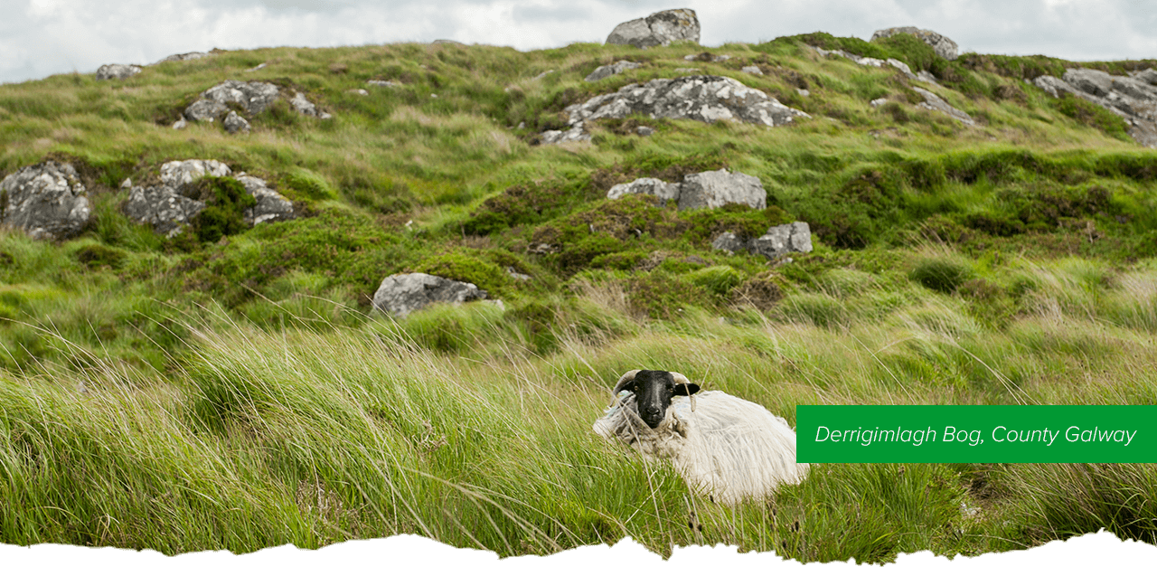 Derrigimlagh Bog, County Galway